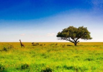 THE BEST PLACE FOR SAFARI IN AFRICA?