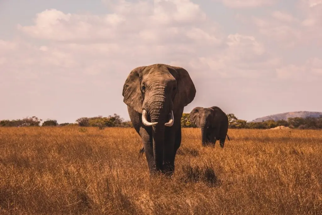 THE ULTIMATE GUIDE TO A TANZANIA SAFARI: A JOURNEY INTO THE HEART OF AFRICA Terms and Conditions